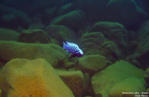 Metriaclima zebra 'Manda'